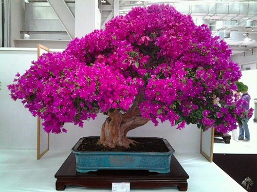  Những chậu cây bonsai trang trí nhà đẹp mỹ mãn
