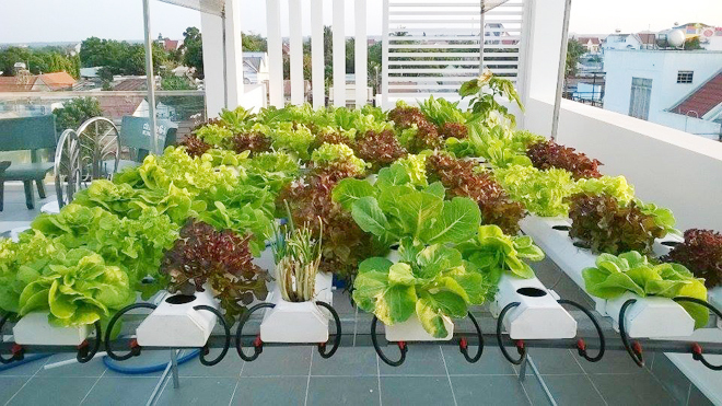  Vườn rau 8m2 đẹp ngỡ ngàng của chàng trai 22 tuổi