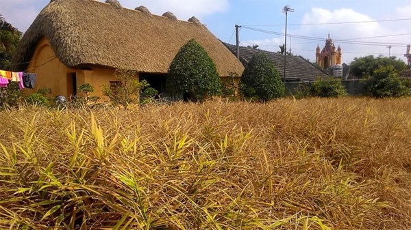  Những ngôi nhà mái rạ nên thơ ở 'thủ phủ' gạo tám